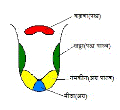 The digestive system of the body processशरीर का पाचन तंत्र प्रक्रिया