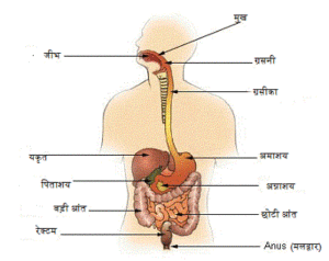 digestive_system-questions