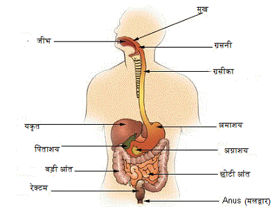 The digestive system of the body processशरीर का पाचन तंत्र प्रक्रिया