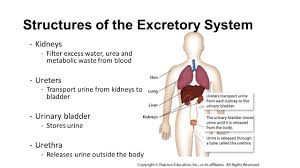 Excretory system in the body process 