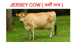 Rajasthan Chief Animal Husbandry and Dairy Development