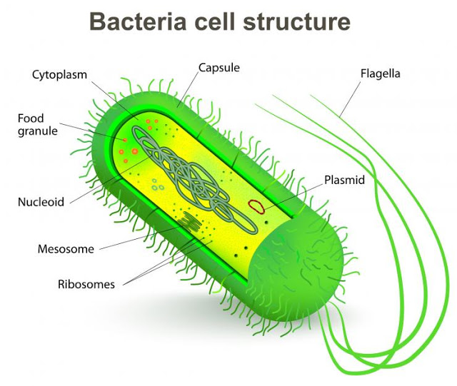 bacteria-cell-structure