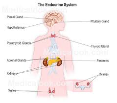The body’s endocrine system शरीर  की अंतःस्त्रावी तंत्र