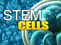 The cell structure stem-cells