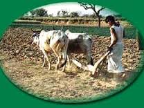 Rajasthan Agriculture