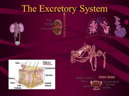 Excretory system in the body process