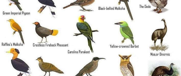 List of Indian State Wise Famous Birds