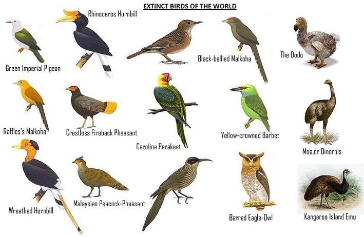 Beautiful types of birds in india