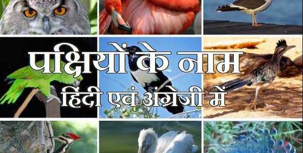List of Animals of The World,Their Children’s Names And Useful In Reasoning